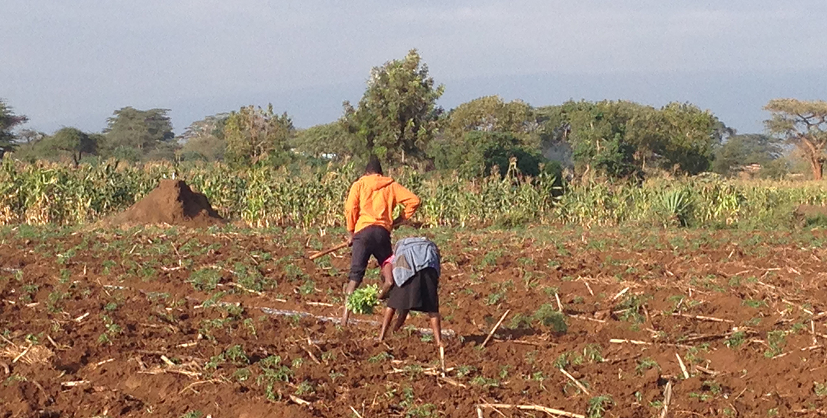 非洲农田里的工人